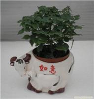 上海幸福樹(shù)植物租賃服務(wù) 價(jià)格、圖片與詳情一覽