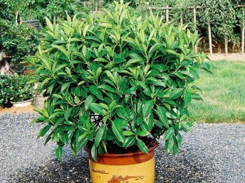 廣州鮮花綠植全周期服務(wù) 出租、銷(xiāo)售、租賃、出擺與專(zhuān)業(yè)養(yǎng)護(hù)一體化解決方案