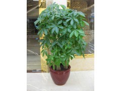 天河區蘿崗區租花買花 | 廣州植物租賃，您的辦公綠化專家