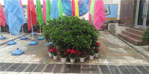 綠意煥新校園，盆栽租賃扮靚校園一角