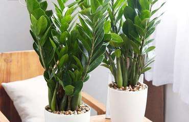 南昌花卉租賃指南 專業(yè)公司、價(jià)格解析與貼心養(yǎng)護(hù)服務(wù)